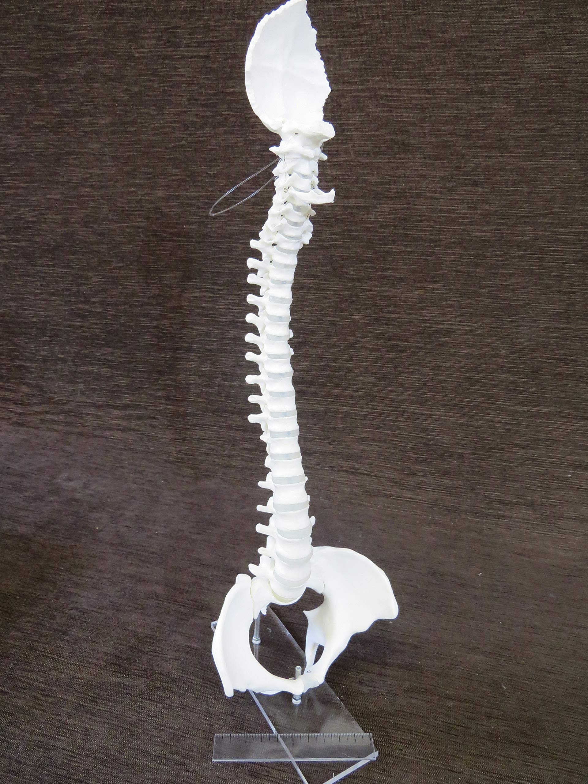Amazon.co.jp: 1/2サイズ高精度フレキシブル関節人体骨格模型 脊椎